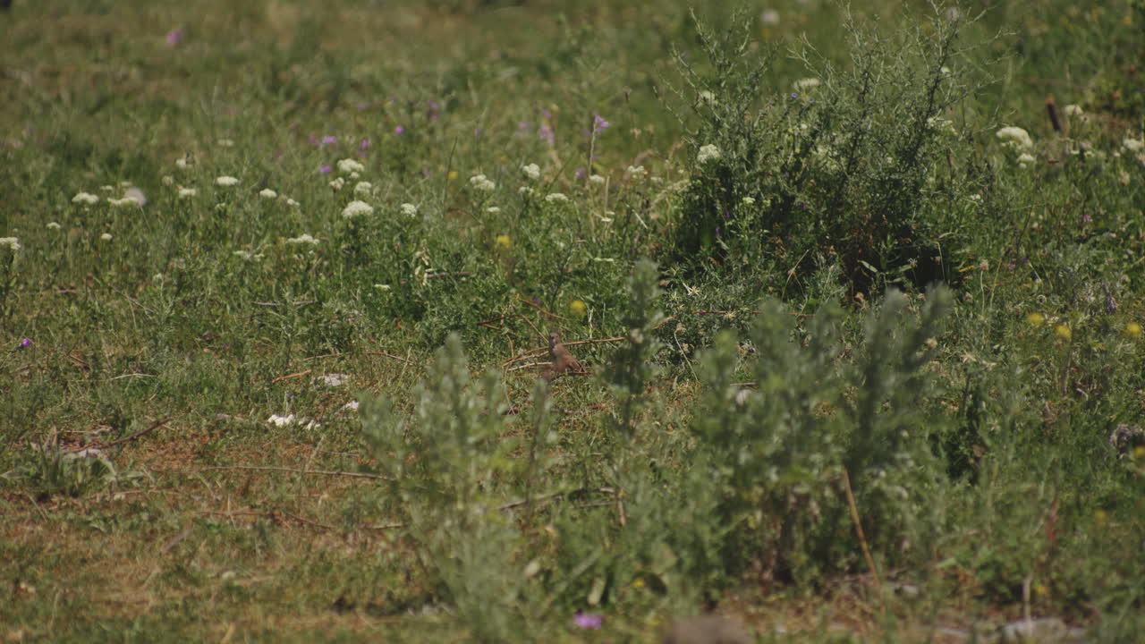 pájaro posado entre campos de flores silvestres en verano