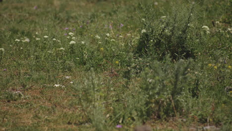 Bird-Perching-Amongst-Wildflower-Fields-In-Summertime