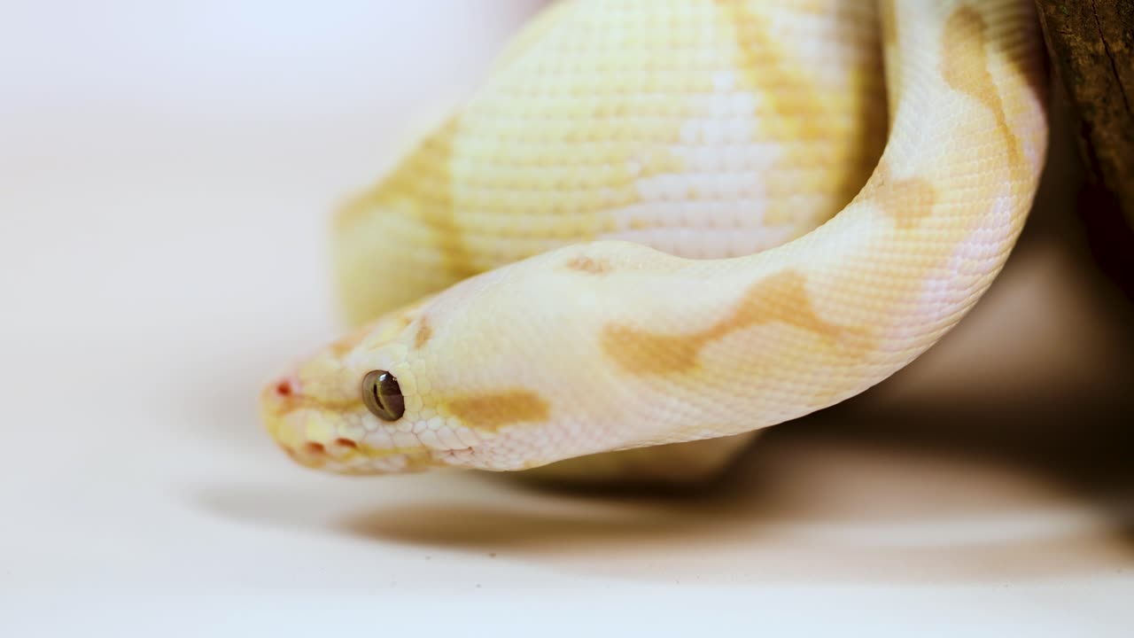 A serene close-up video frame capturing the gentle movement and intricate pattern of a corn snake (Pantherophis guttatus). This non-venomous constrictor reptile is shown in soft lighting against a neutral background, highlighting its smooth scales and natural texture. Ideal for scientific observatio