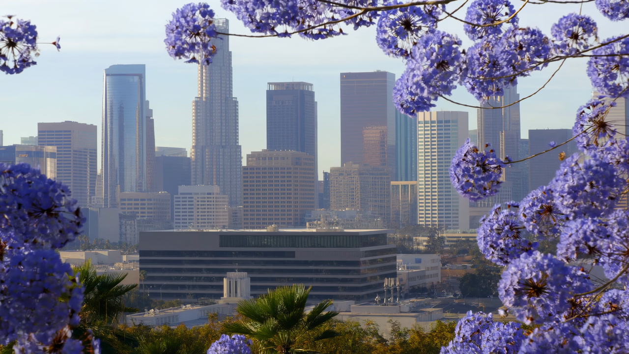 Jacaranda Blossoms Frame Downtown Skyline At Soft Morning Light, Purple Blooms In Foreground, Palm Trees