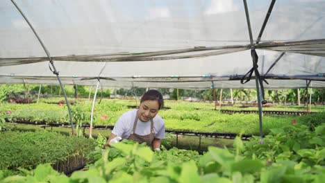 entrepreneur work in organic farm. vegetables farming in greenhouse. planting without soil. modern farming.