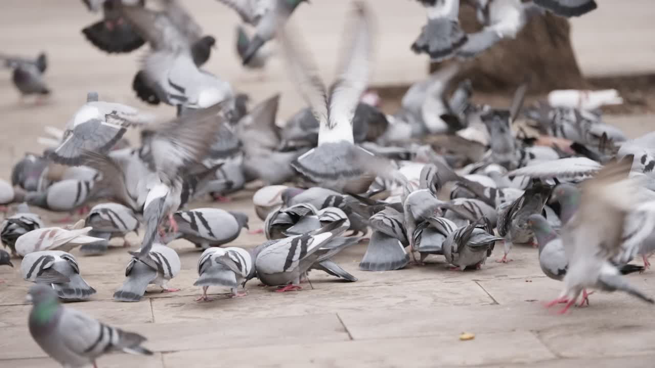 bandada de palomas camina y lucha por comida en la calle urbana, vista en cámara lenta