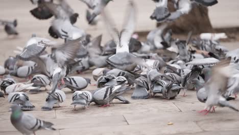 flock of pigeon walk and fight for food in urban street, slow motion view