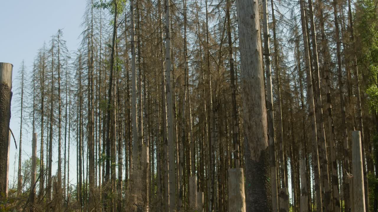 troncos de abetos secos y muertos dañados por el escarabajo de la corteza en el campo checo