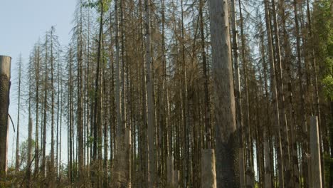 Beschädigte,-Tote,-Trockene-Fichtenstämme,-Die-In-Der-Tschechischen-Landschaft-Vom-Borkenkäfer-Getroffen-Wurden