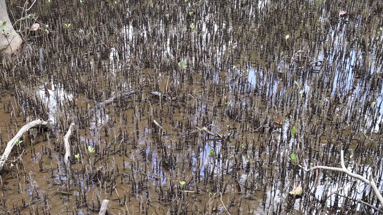 맹그로브 뿌리와 숲의 물 반사