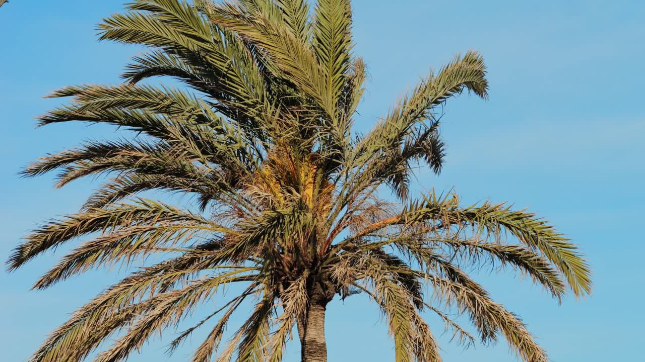 Barcelona palm Trees with Silhouette. Port Vell promenade locations with palm trees streets of Barcelona, Catalonia, Spain