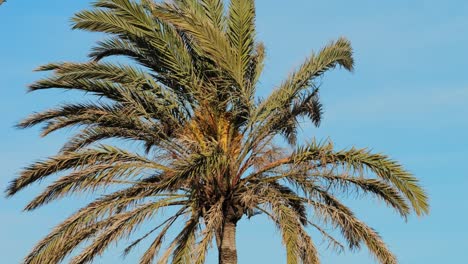 barcelona palm trees with silhouette. port vell promenade locations with palm trees streets of barcelona, catalonia, spain