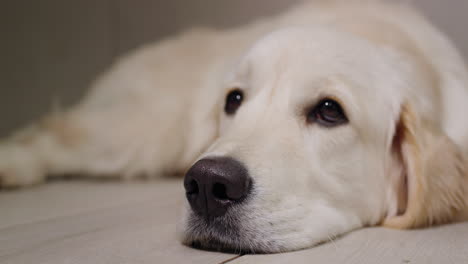 el golden retriever dormido