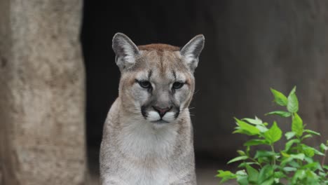 cougar in its habitat