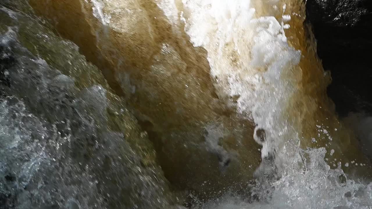 Beautiful silver Atlantic Salmon leaping the waterfall- Slow motion tripod shot