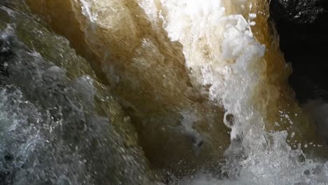 beautiful silver atlantic salmon leaping the waterfall- slow motion tripod shot