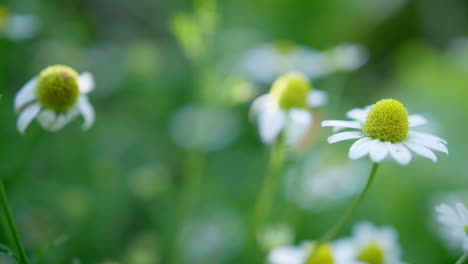 Langsame-Aufnahme-Eines-Feldes-Mit-Ringelblumen-Und-Kamillenblüten-Unter-Sonnenlicht