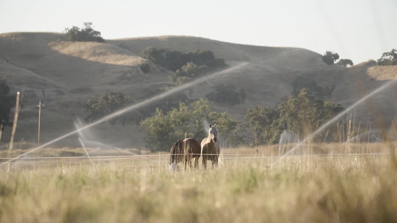 Due cavalli che camminano attraverso un campo agricolo irrigato.