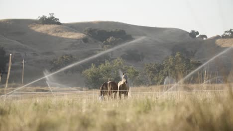 Dos-Caballos-Caminando-Por-Un-Campo-Agrícola-De-Regadío.