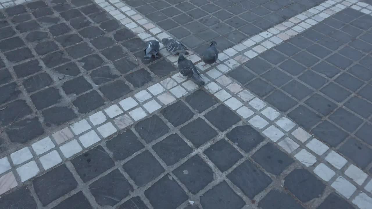 먹이를 찾는 비둘기 떼