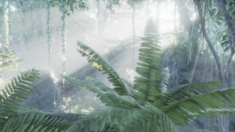 Lush-rain-forest-with-morning-fog