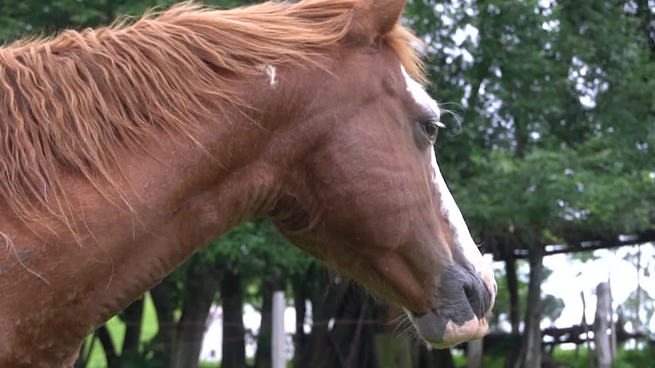 un caballo en campo abierto comiendo hierba durante el verano en brasil