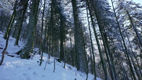 Statische-Aufnahme-Riesiger-Tannen-An-Den-Winterhängen-Des-Vogesenwaldes,-Frankreich