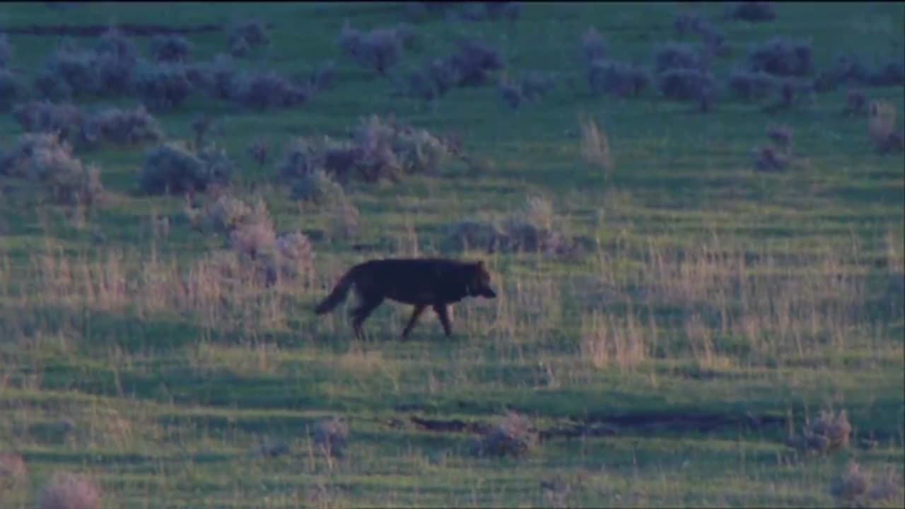 wölfe werden im yellowstone-nationalpark gesichtet