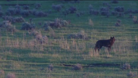 se ven lobos en el parque nacional de yellowstone
