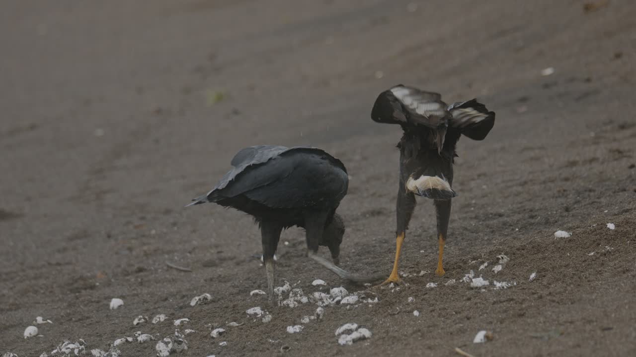 el buitre negro y el pájaro caracara compiten por la fuente de alimento de las tortugas marinas en la playa de costa rica.