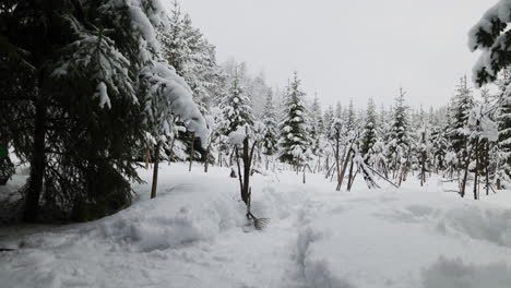 Bosque-Cubierto-De-Nieve