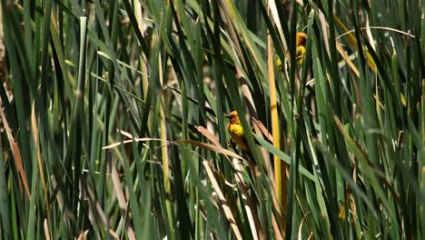 dos pájaros tejedores amarillos escondidos entre juncos
