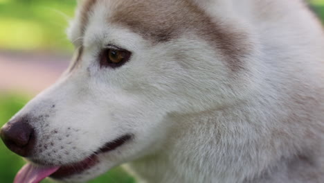 Großer-Hund-Sitzt-Im-Park