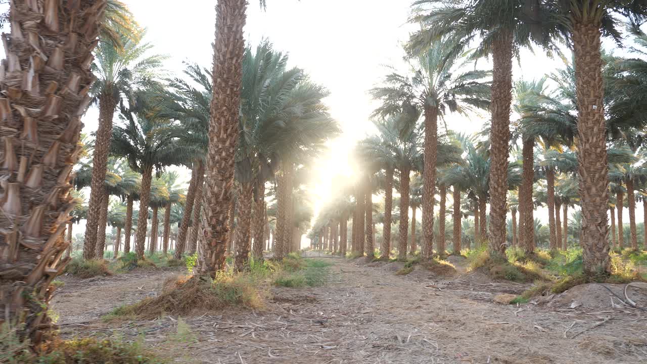 date palm groves with sunlight flash between trees, Cinematic pan shot