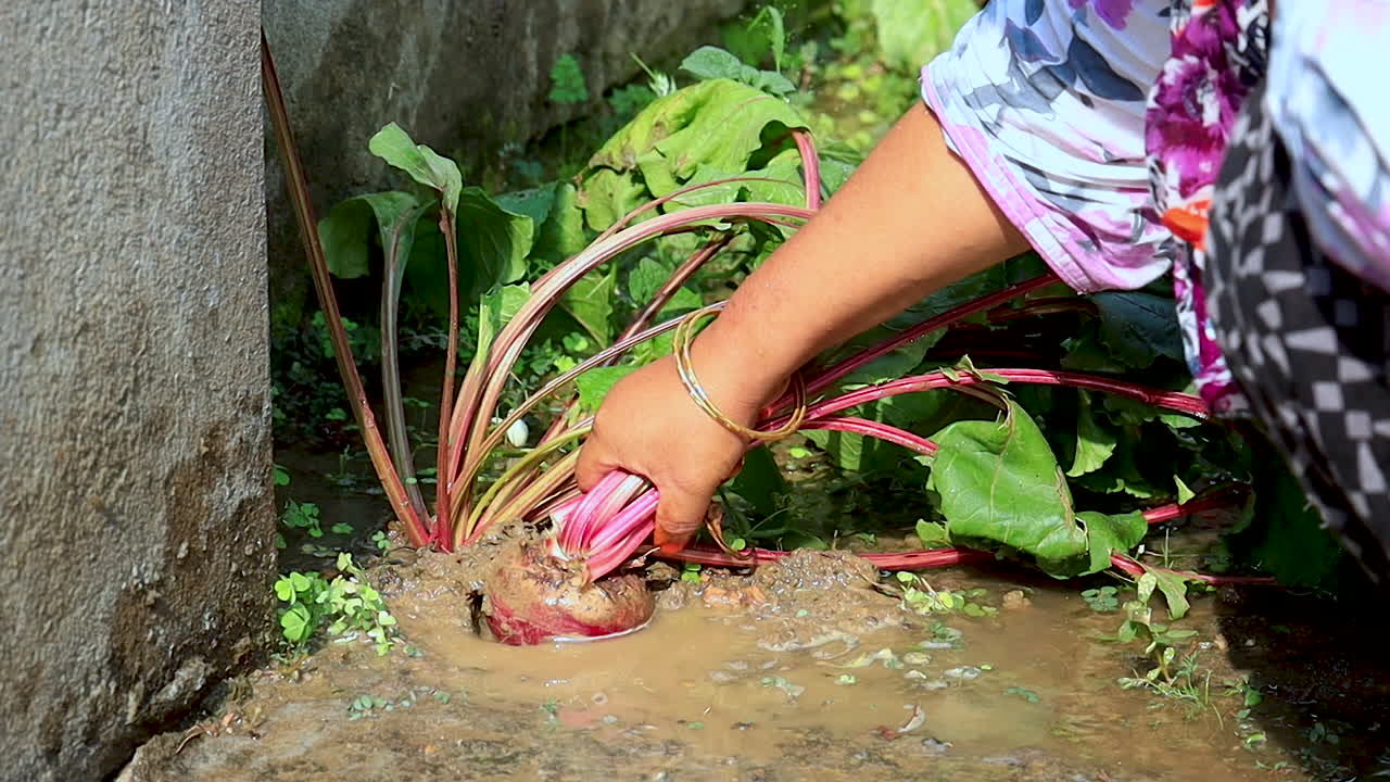 Home Gardening Concept. Middle aged woman harvest Beetroot or Beets in backyard organic garden.