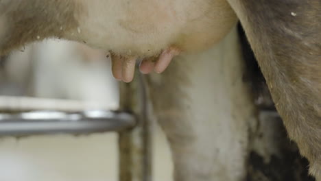 removing automated milking suction machine and putting protective spray for cows - close up