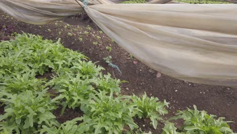 Un-Día-Soleado-En-Una-Gran-Granja-Urbana-Con-Muchas-Variedades-Vegetales-Durante-El-Invierno-En-Suelo-Brasileño