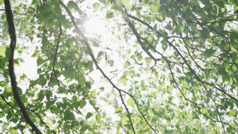 sunlight shoots through leaves on tree