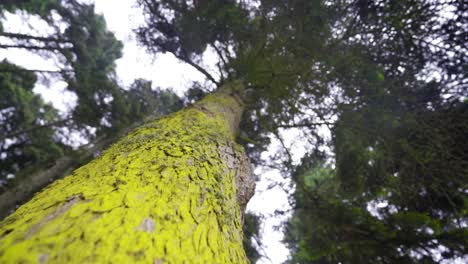 touching and stroking a pine tree.