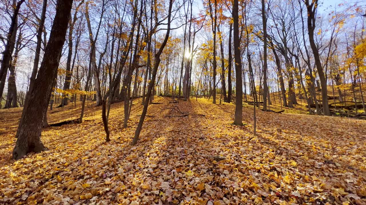 Hutan indah Minnesota di sore musim gugur yang cerah.