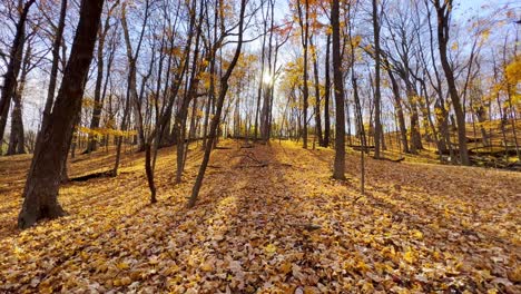 Hermoso-Bosque-Tarde-De-Otoño-Sol-Minnesota