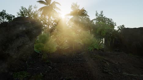 Rayos-De-Sol-De-Luz-Que-Penetran-Un-Denso-Y-Exuberante-Dosel-Verde