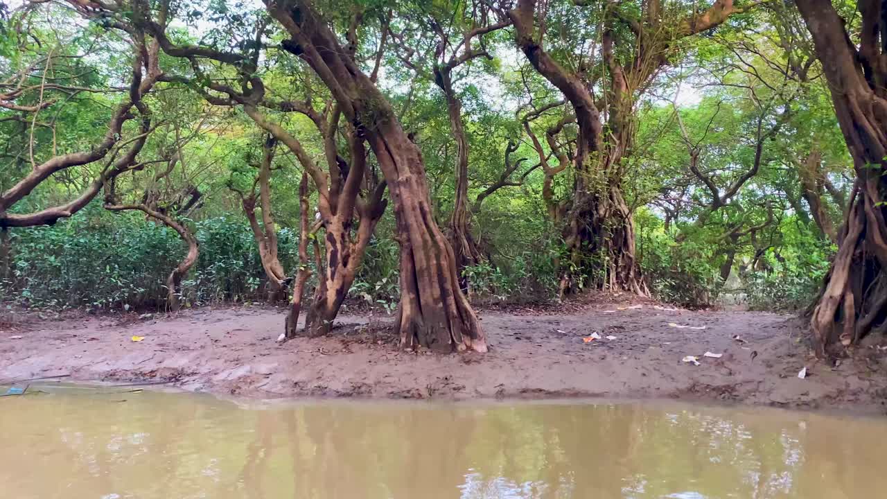 Boat tour floating along the evergreen Ratargul swamp forest Goain river waters in Bangladesh