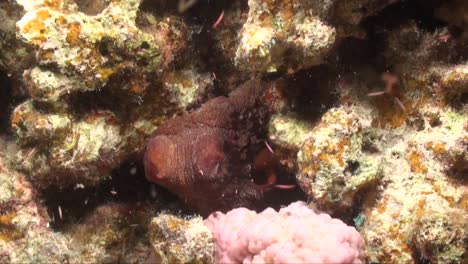 reef octopus changing colors while resting between coral rocks