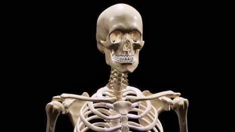 detailed human skeleton. 3d animation.