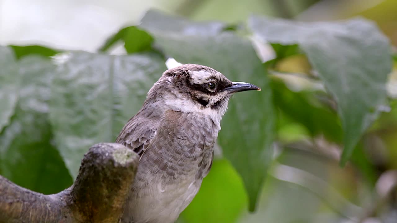 вид сбоку на светлокрылого бульбуля, сидящего на ветке дерева - крупный план