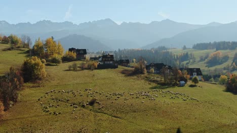 Serene-Tatra-landscape-and-sheep-herd-graze-on-meadow,-aerial-view