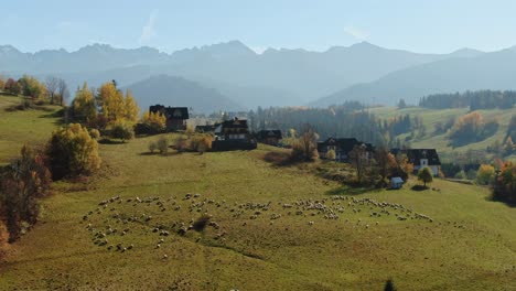 el paisaje sereno de tatra y el rebaño de ovejas pastan en la pradera, vista aérea