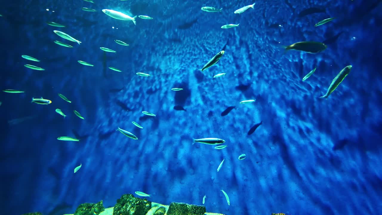 Many small fish shoaling and schooling together in illuminated aquarium water