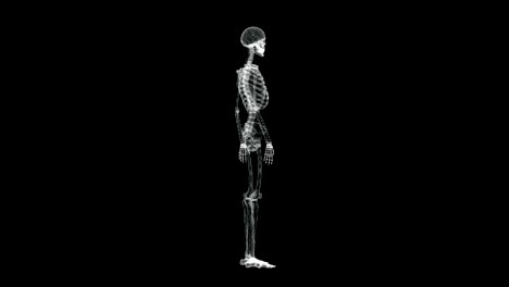 hologram screen 3d of human skeleton spinning - loop