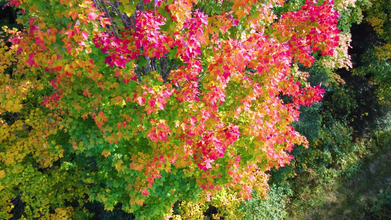 Autumn trees in Northern Ontario forest displaying rich hues of orange, yellow, and red, gradient along single tree with tops glowing red, drone descends along edge through canopy