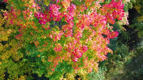autumn trees in northern ontario forest displaying rich hues of orange, yellow, and red, gradient along single tree with tops glowing red, drone descends along edge through canopy