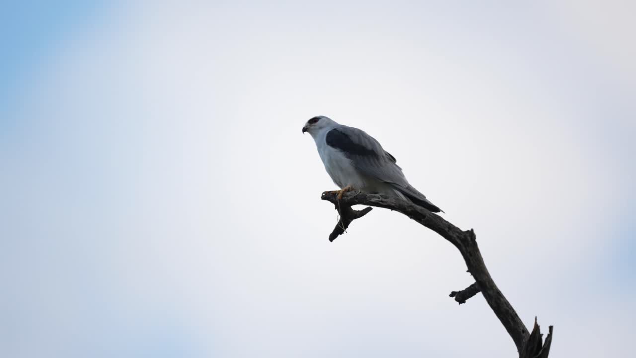 cometa de cola blanca posada en una rama muerta
