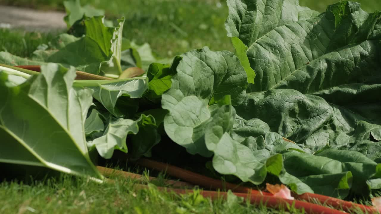 Fresh, ripe rhubarb gather on the grass after picking